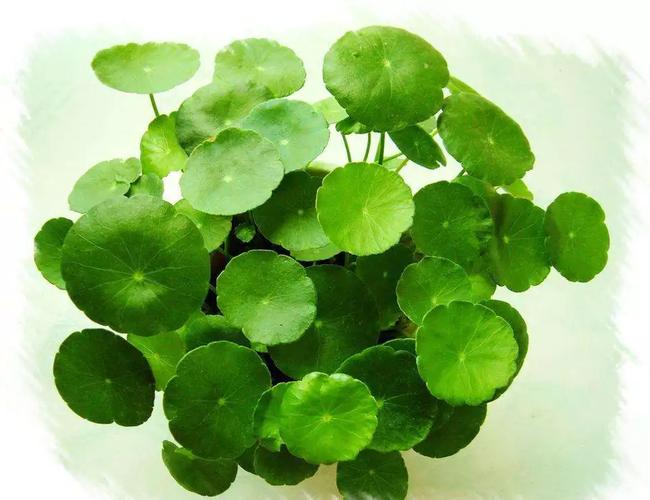 考拉全球工廠店 植物精華，精選全球大牌源廠好貨